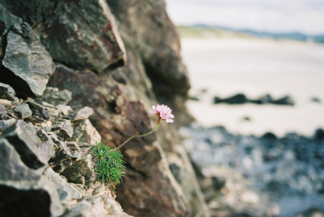 pink flower on rock face